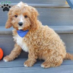 Thomas, Cavapoo Puppy